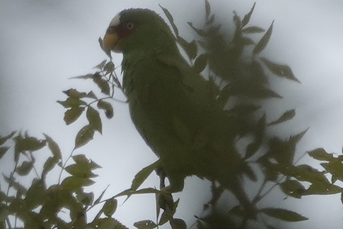 Amazona Frentialba - ML194992851