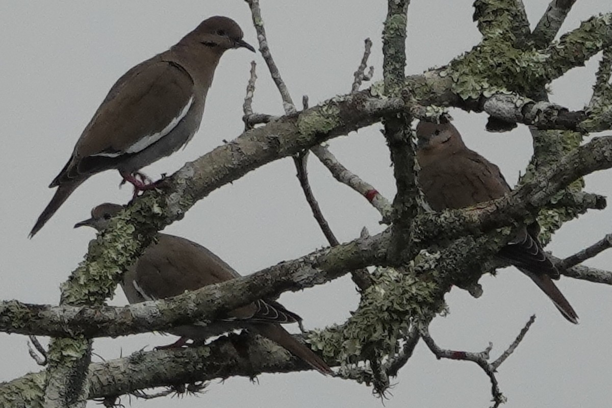 White-winged Dove - ML194992861