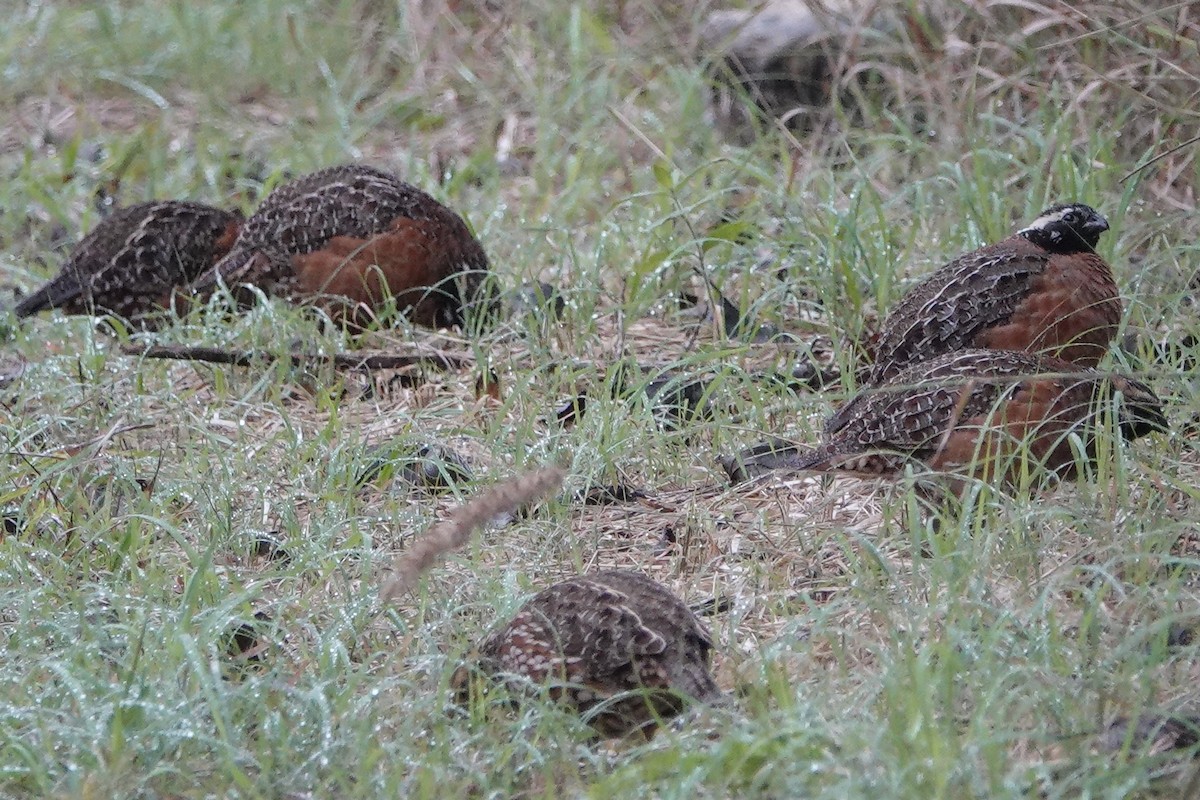 křepel virginský - ML194992961