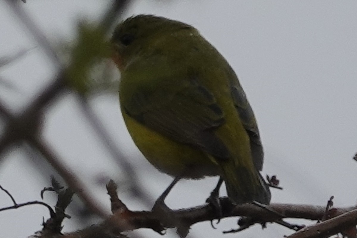 Sperlingsvogel, unbestimmt - ML194993031