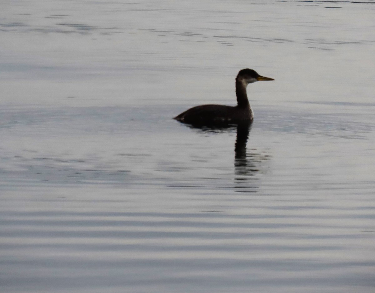 Red-necked Grebe - ML194993191