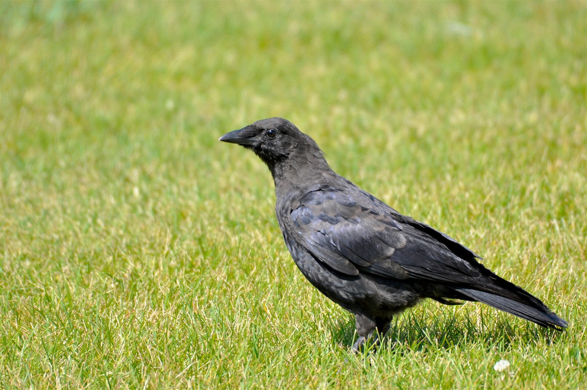 American Crow - Oliver Patrick