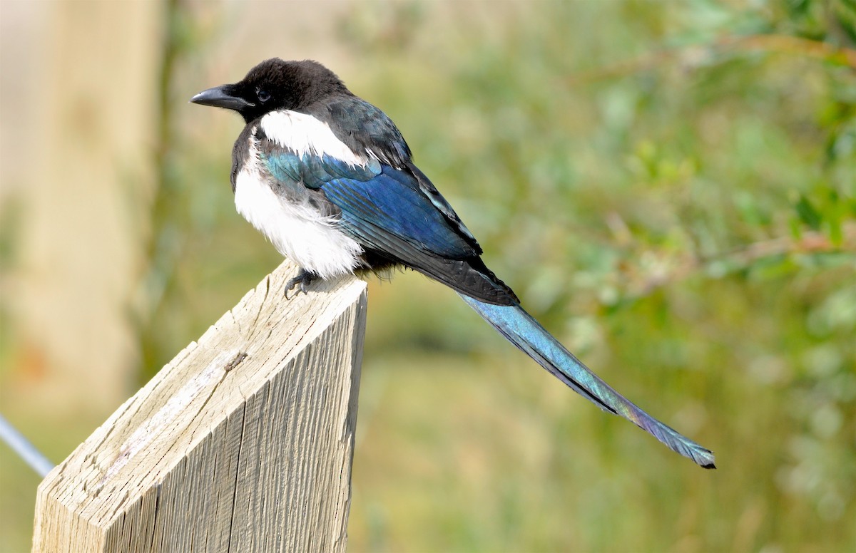 Black-billed Magpie - Oliver Patrick