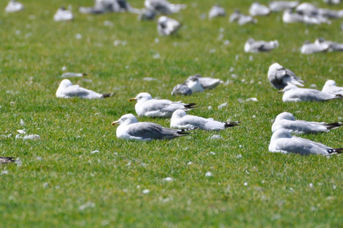 California Gull - ML194994731