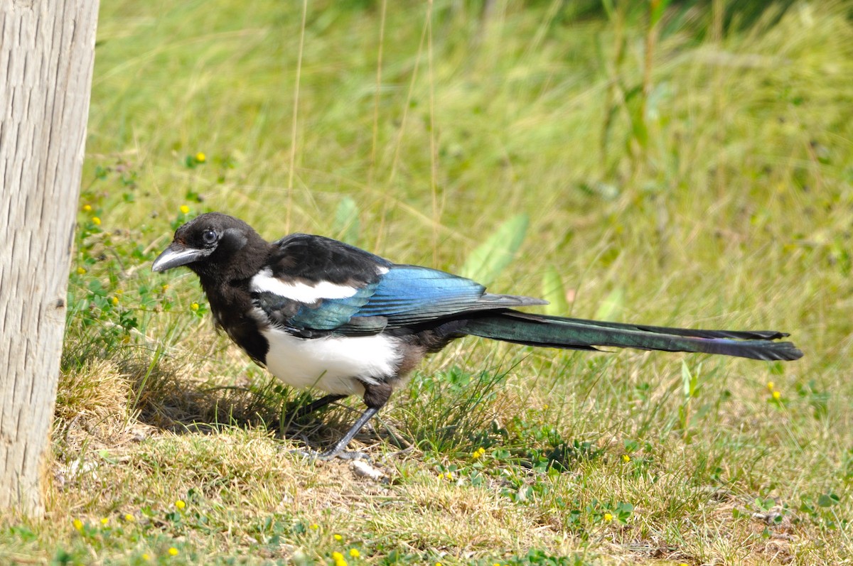 Black-billed Magpie - ML194994741