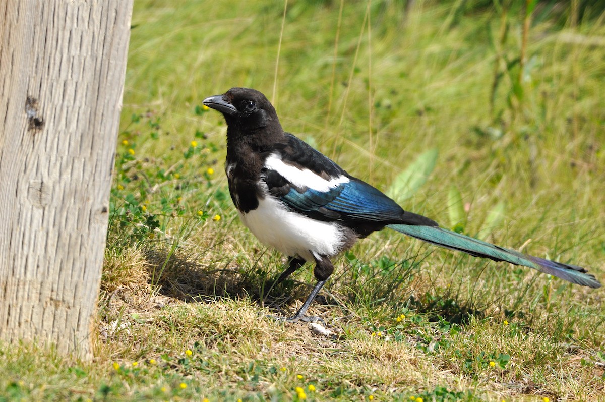 Black-billed Magpie - ML194994751