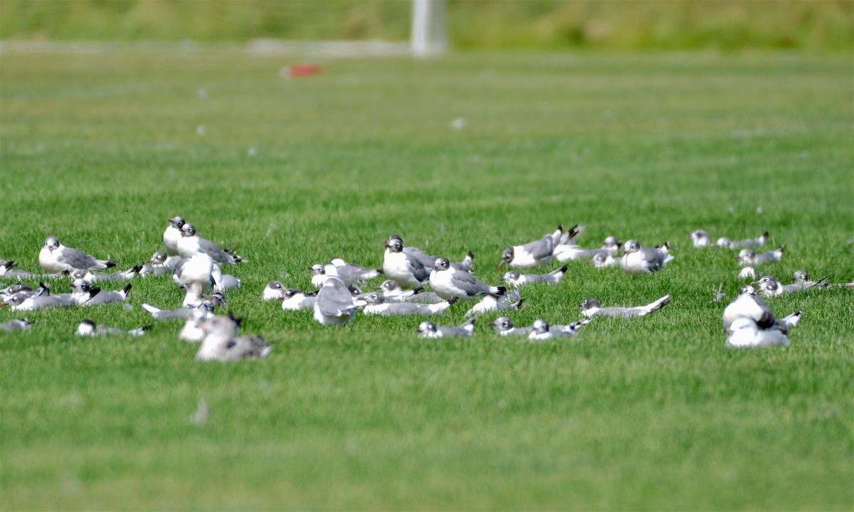 Franklin's Gull - ML194994761