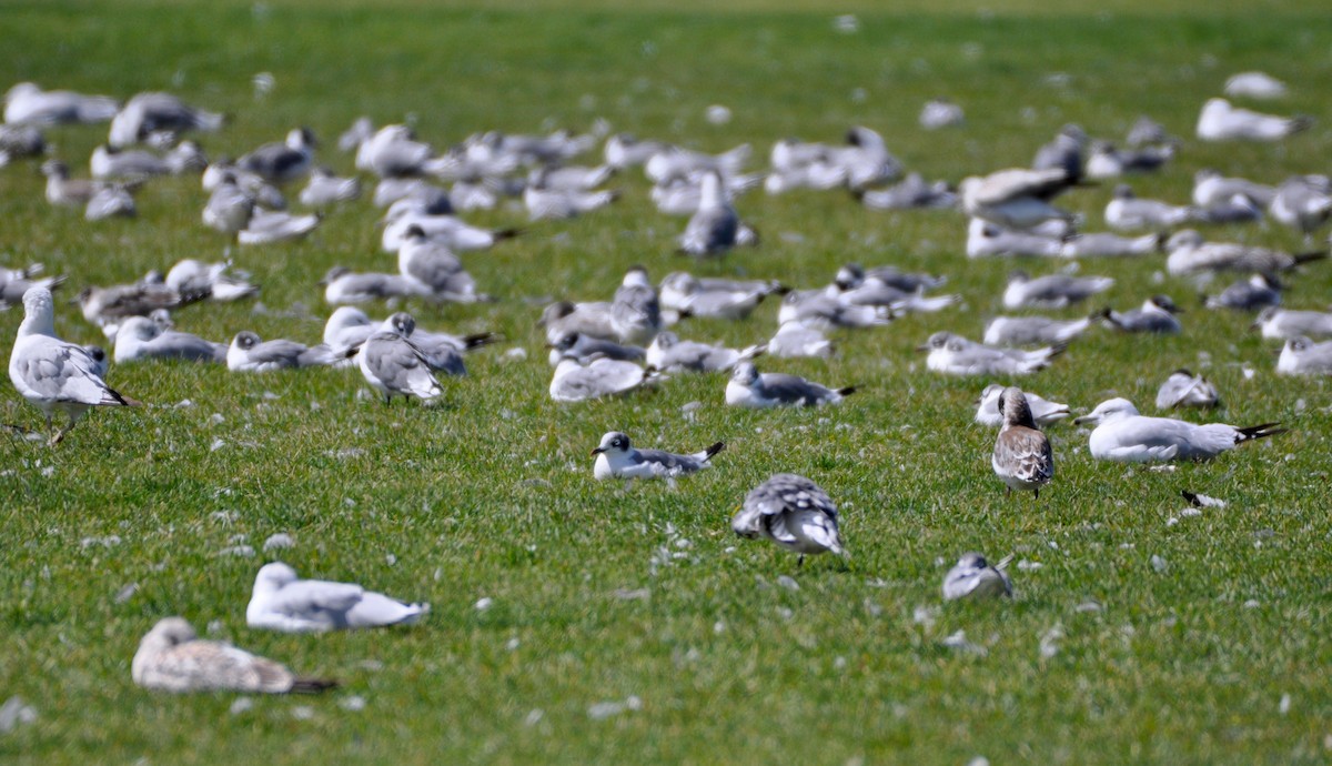 Franklin's Gull - ML194994771