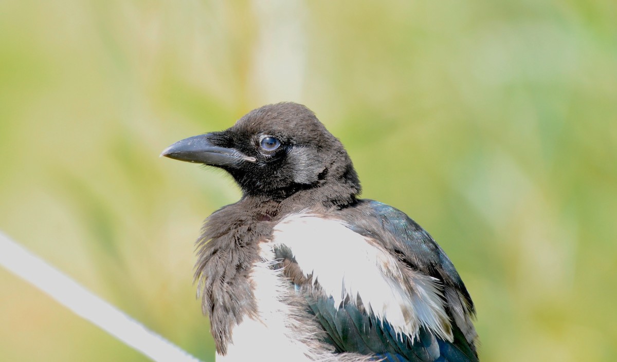 Black-billed Magpie - ML194994781