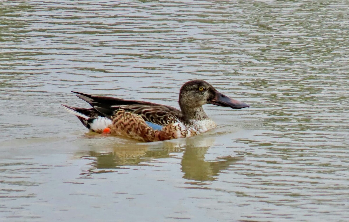 Northern Shoveler - Edwin Miranda