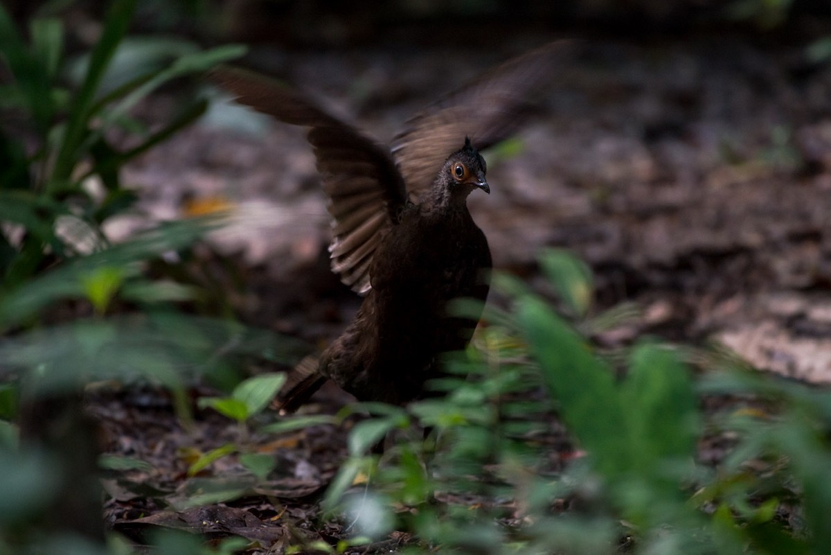 Malayan Peacock-Pheasant - ML194996641