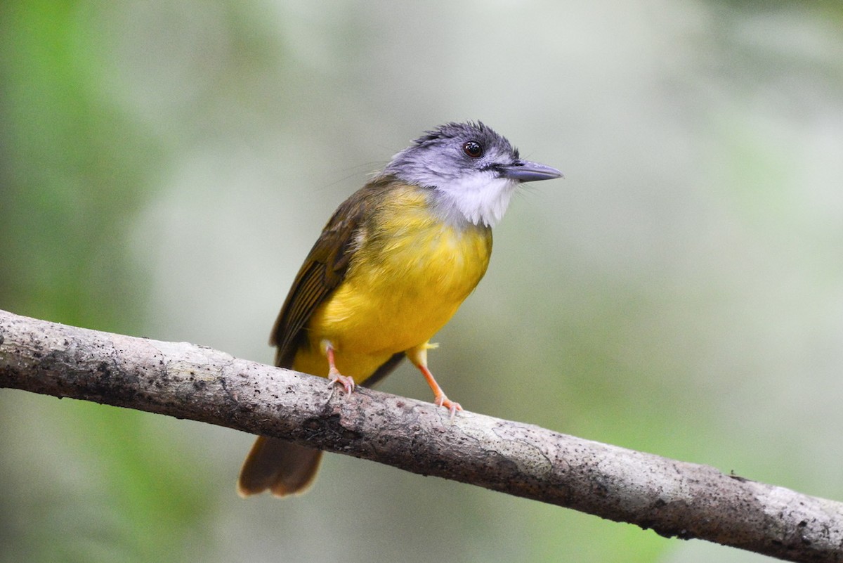 Bulbul à calotte grise - ML194996761