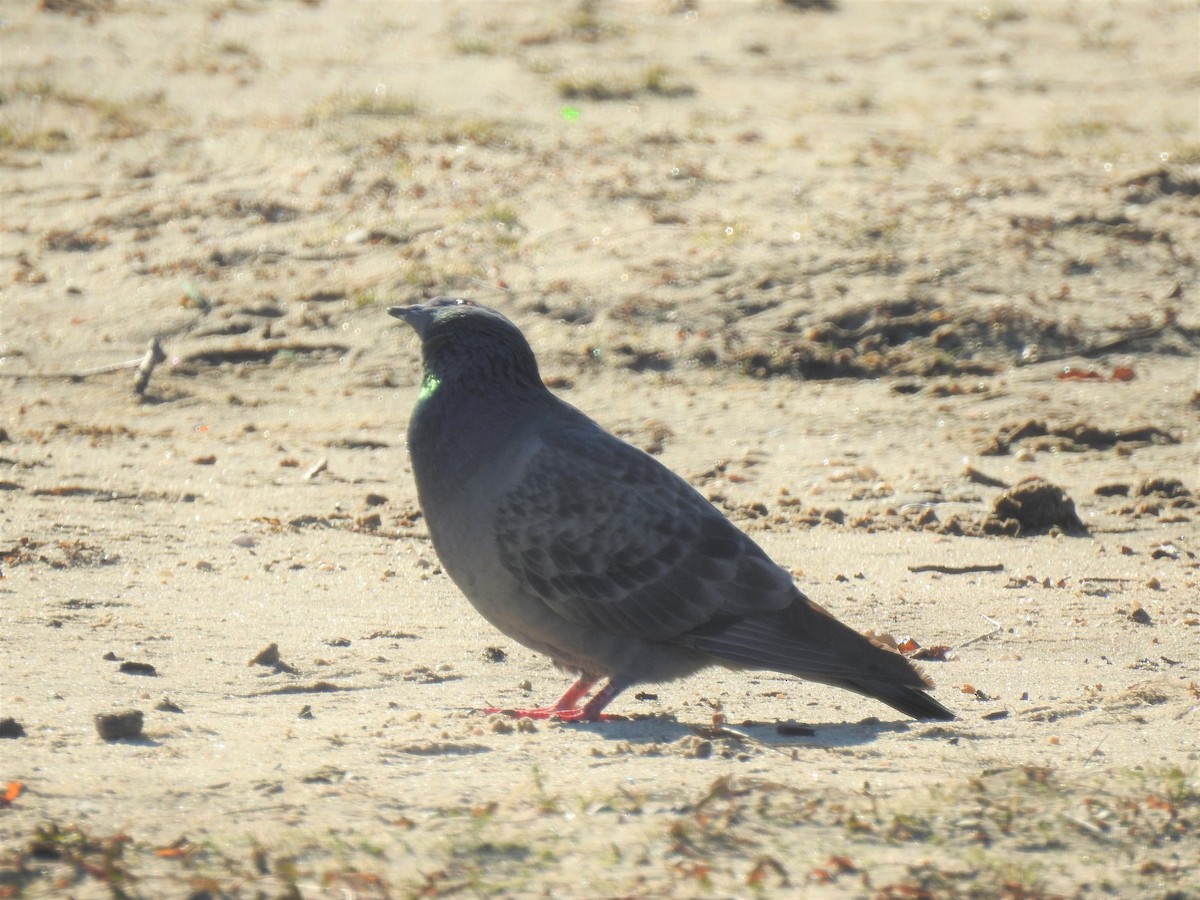 Rock Pigeon (Feral Pigeon) - ML194996881