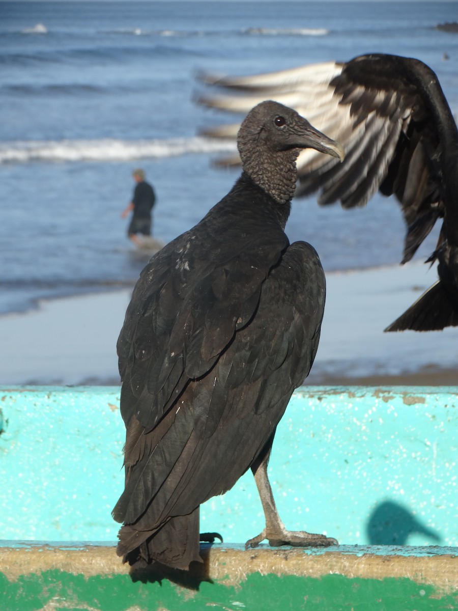 Black Vulture - ML194997681