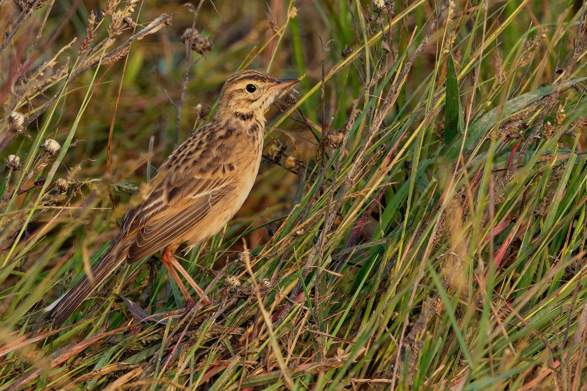 Richard's Pipit - ML194999961