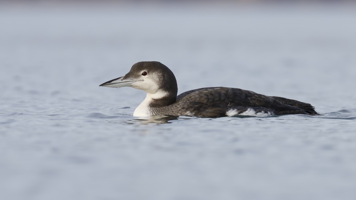 Common Loon - ML195002071