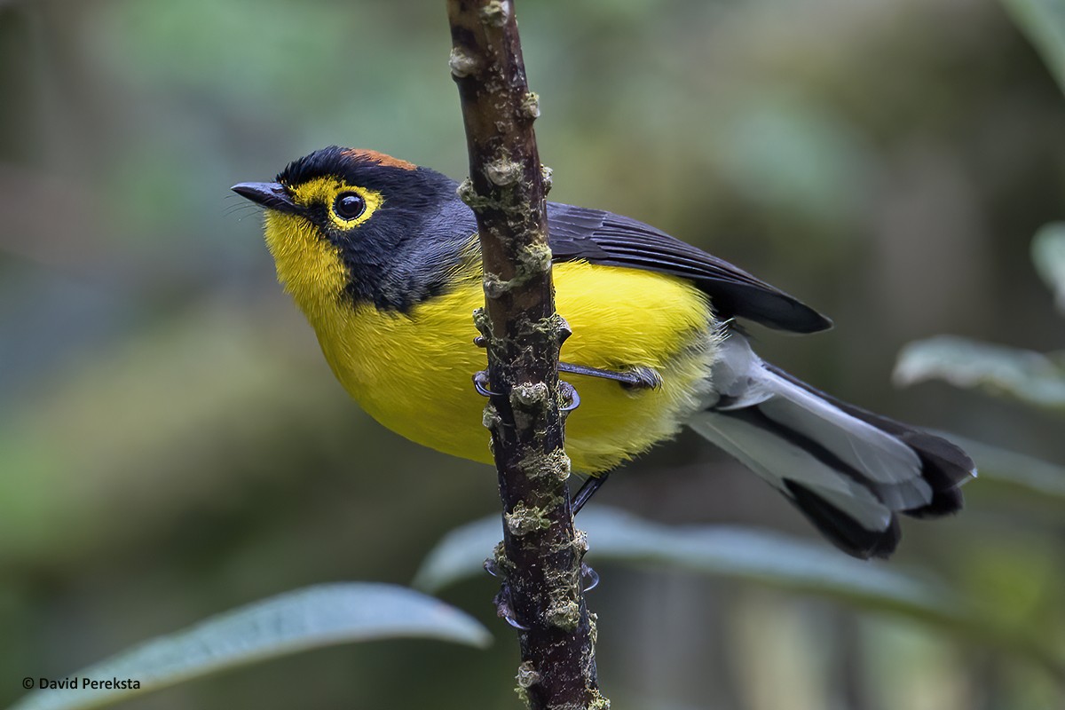 Spectacled Redstart - ML195002181