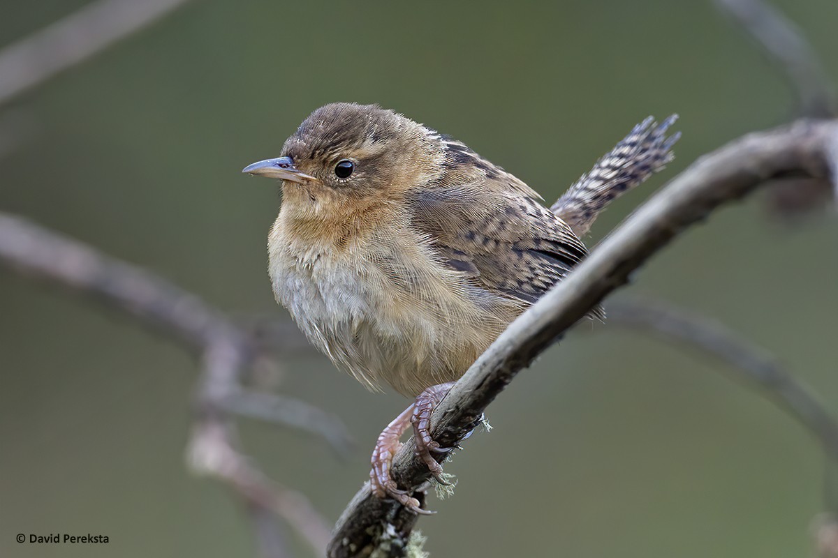 Grass Wren (Paramo) - ML195002551