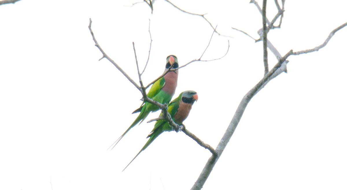 Red-breasted Parakeet - ML195002771