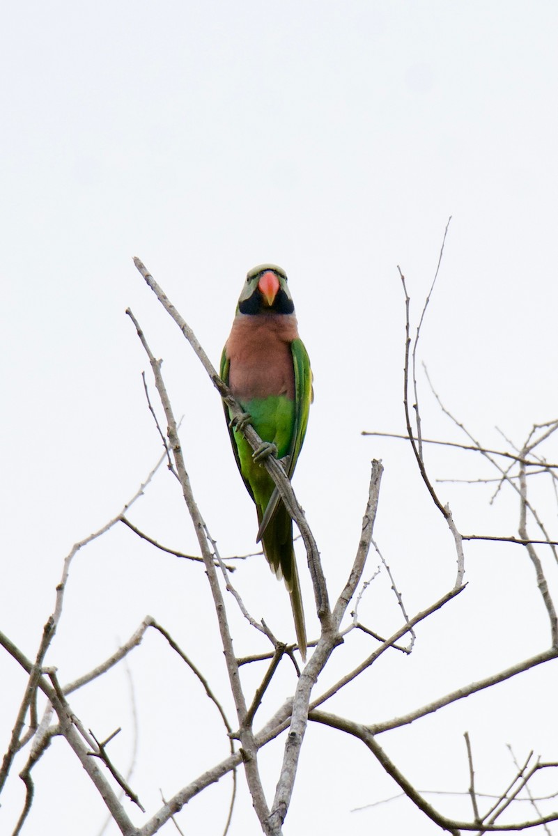 Red-breasted Parakeet - ML195002791