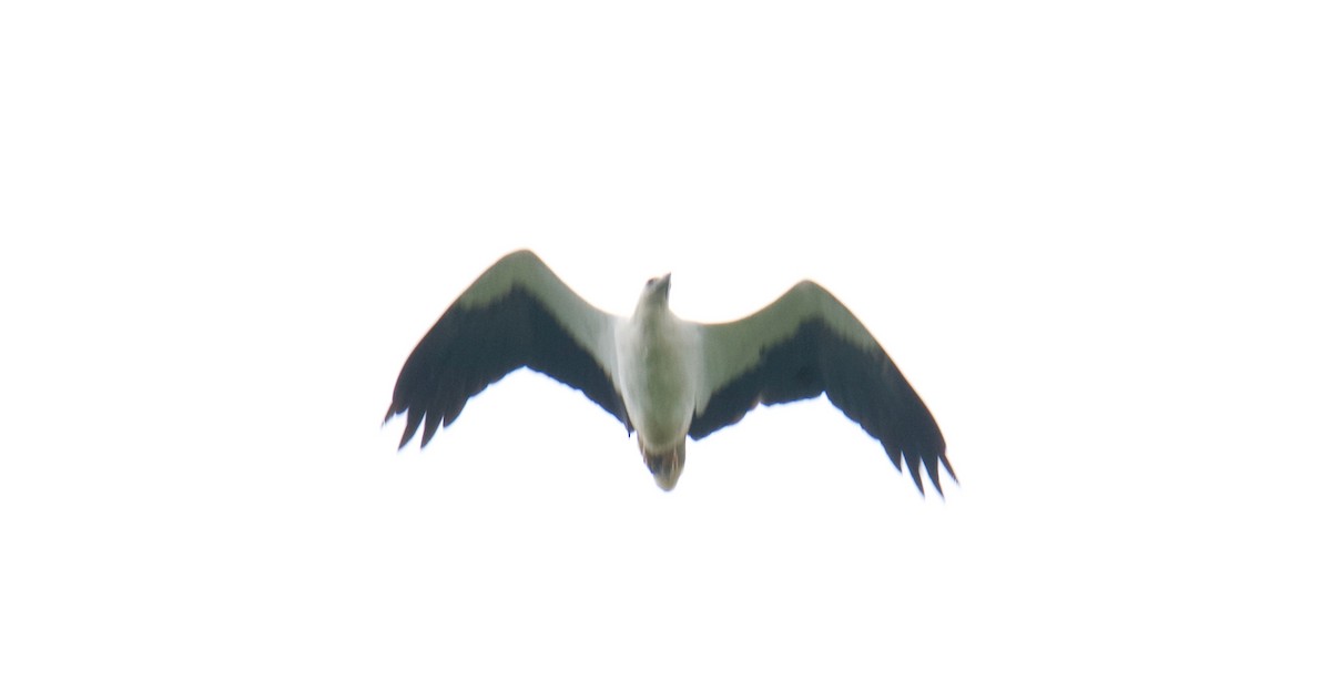 Белобрюхий орлан - ML195003551
