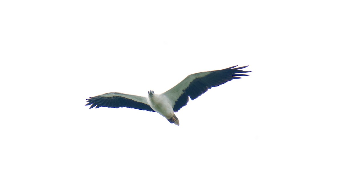 White-bellied Sea-Eagle - ML195003561