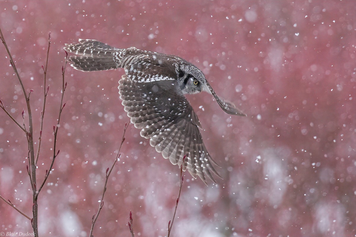Northern Hawk Owl - ML195003621