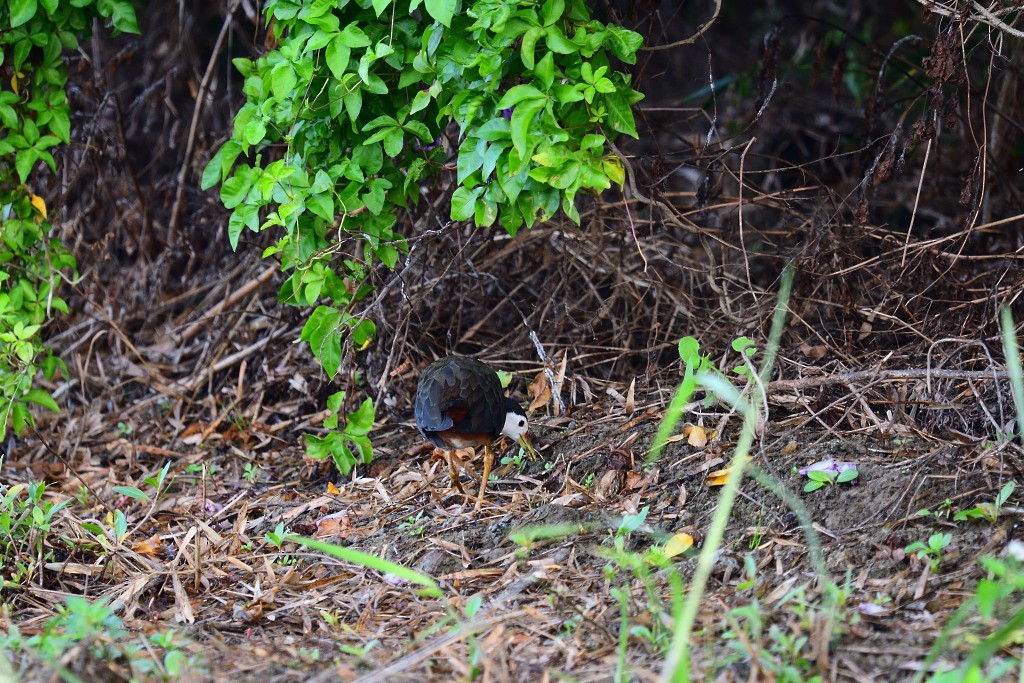 White-breasted Waterhen - ML195004901