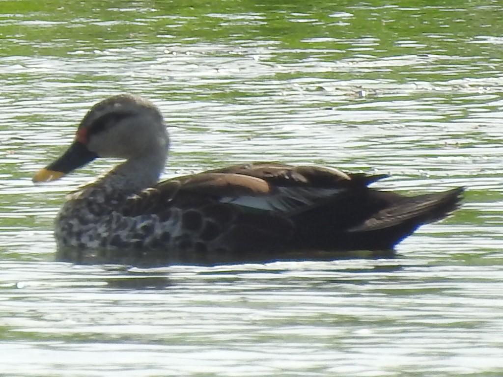 Indian Spot-billed Duck - ML195006231