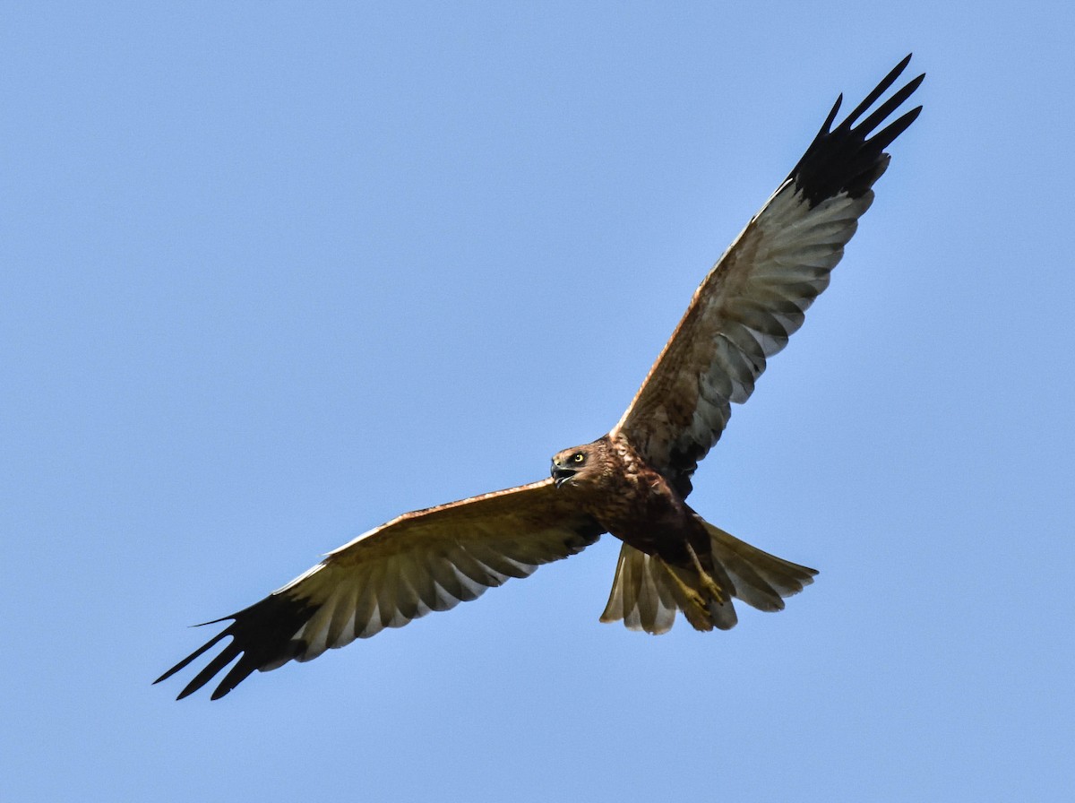 Western Marsh Harrier - ML195007441