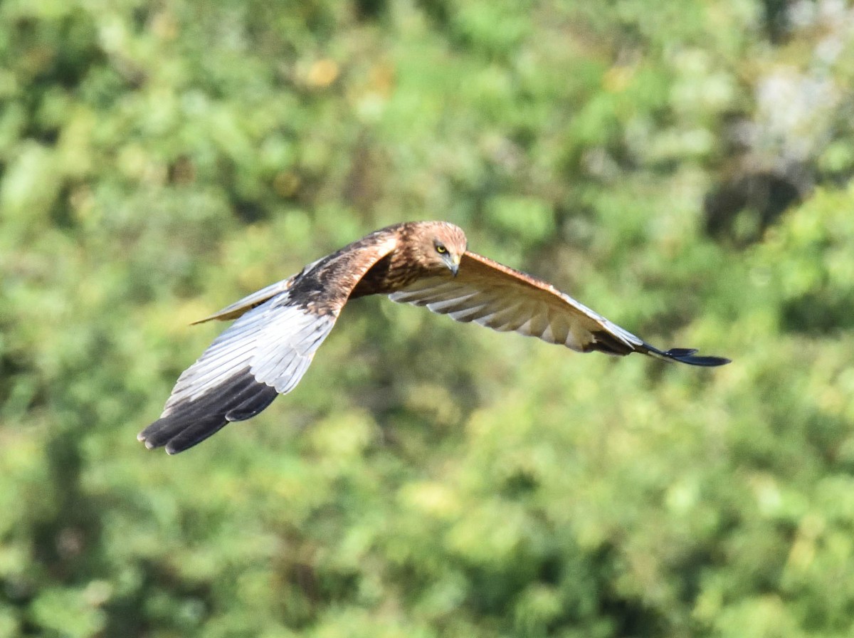 Western Marsh Harrier - HARISH K