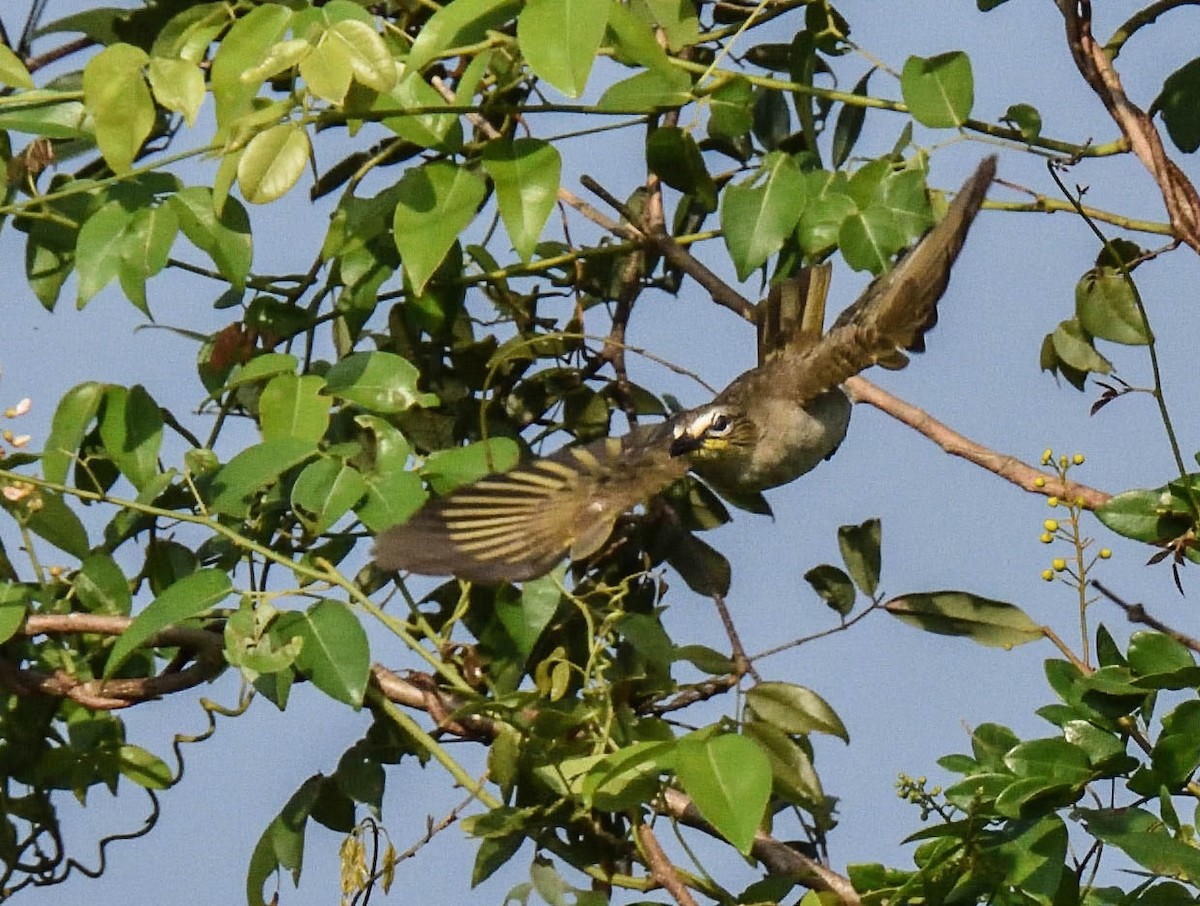 Bulbul à sourcils blancs - ML195007531