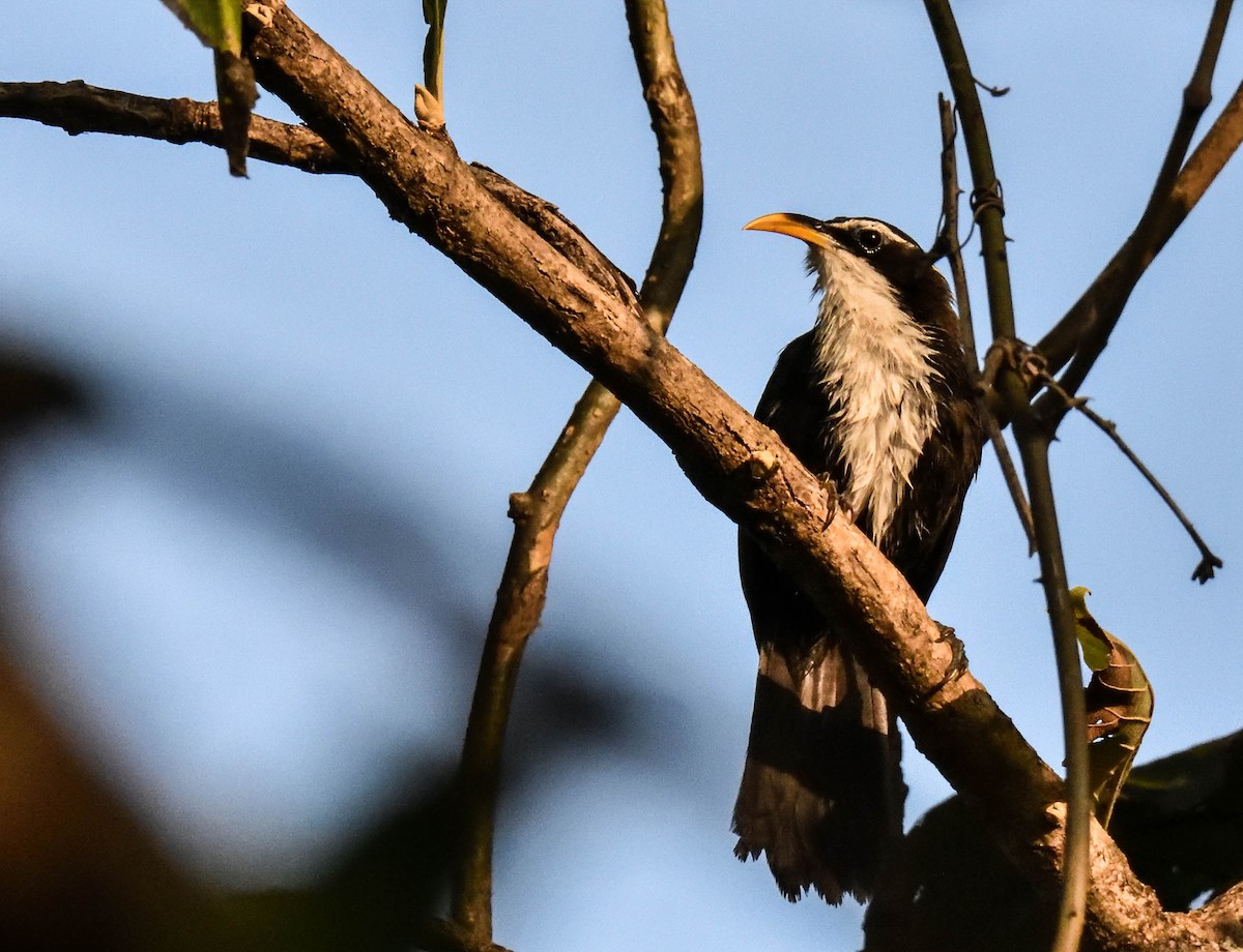 Indian Scimitar-Babbler - HARISH K