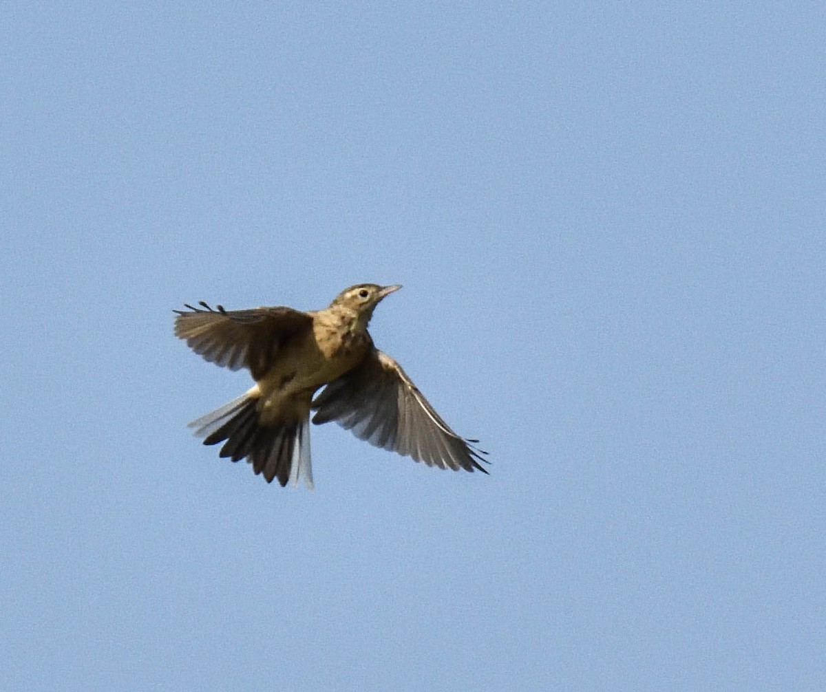 Paddyfield Pipit - HARISH K