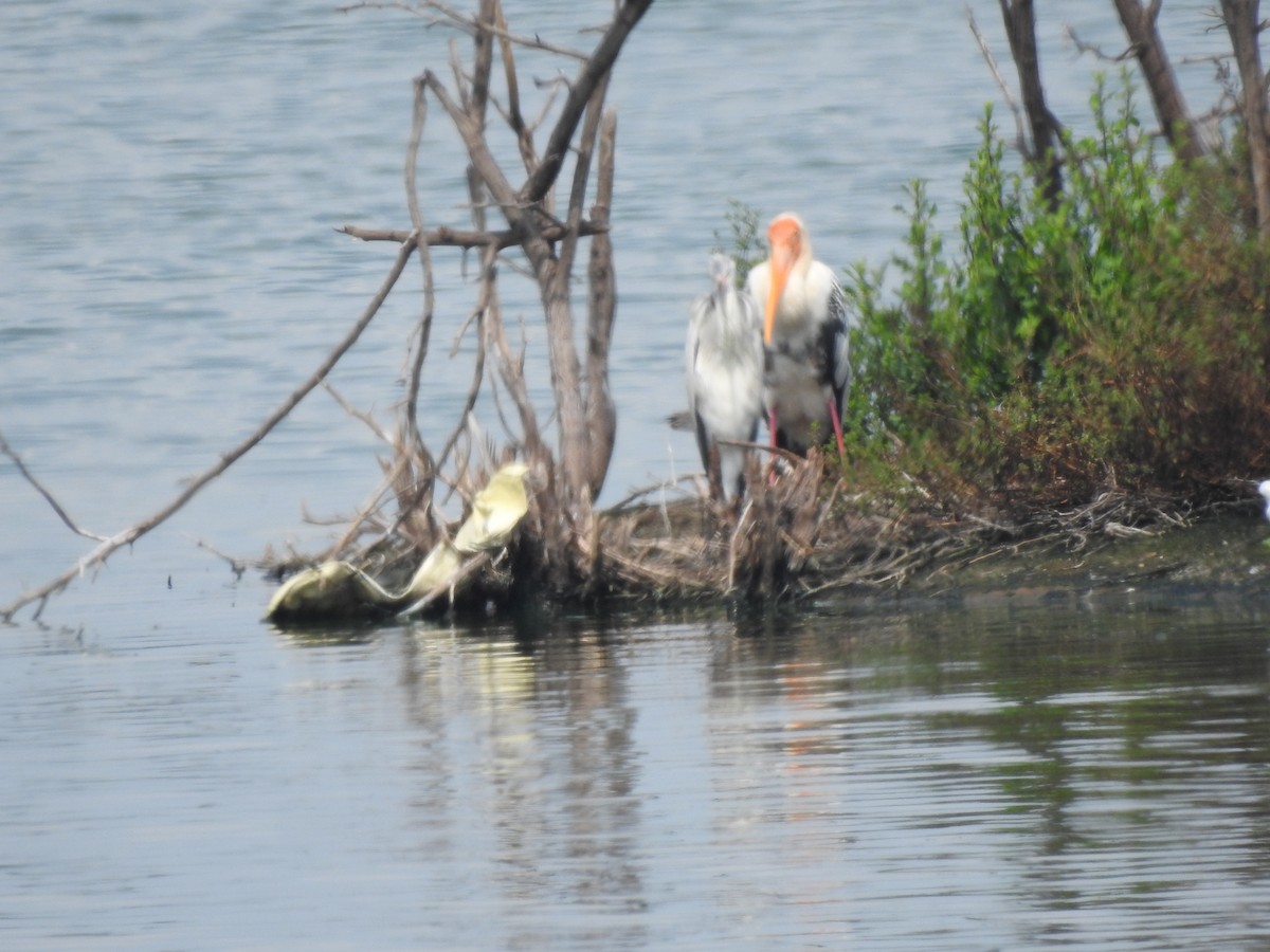 Painted Stork - Arulvelan Thillainayagam