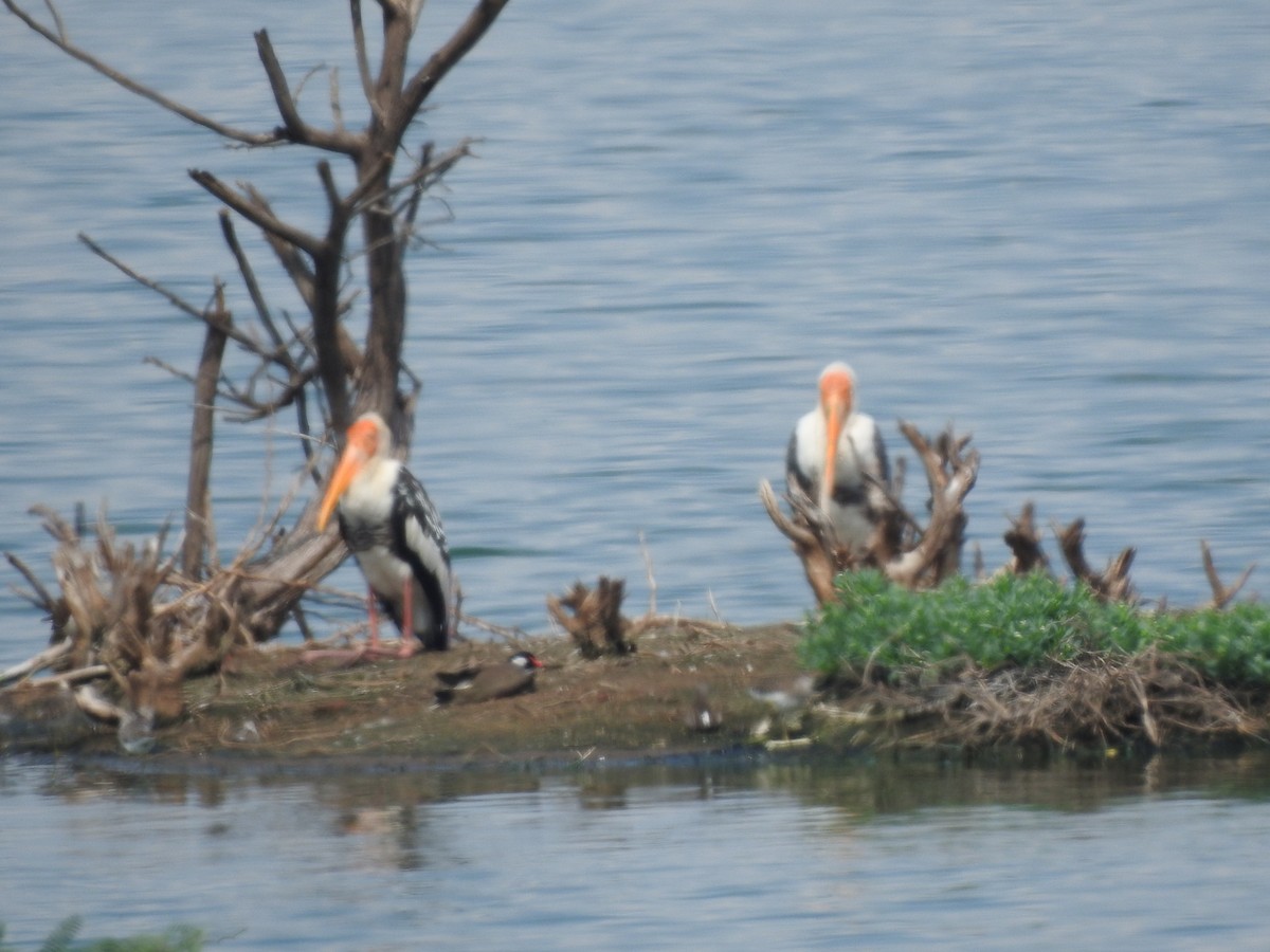 Painted Stork - ML195008261