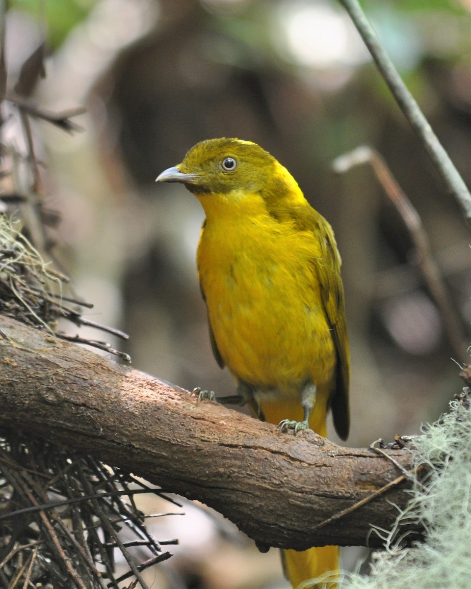 Golden Bowerbird - ML195008681