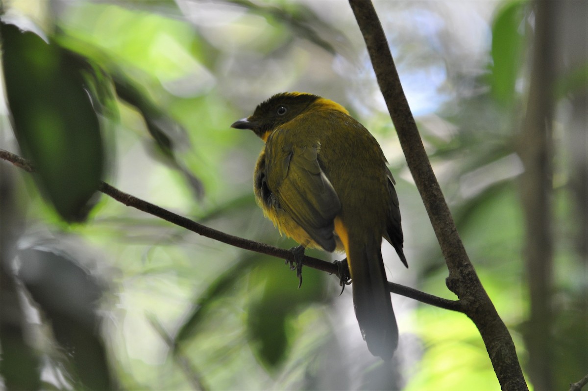 Golden Bowerbird - ML195008691