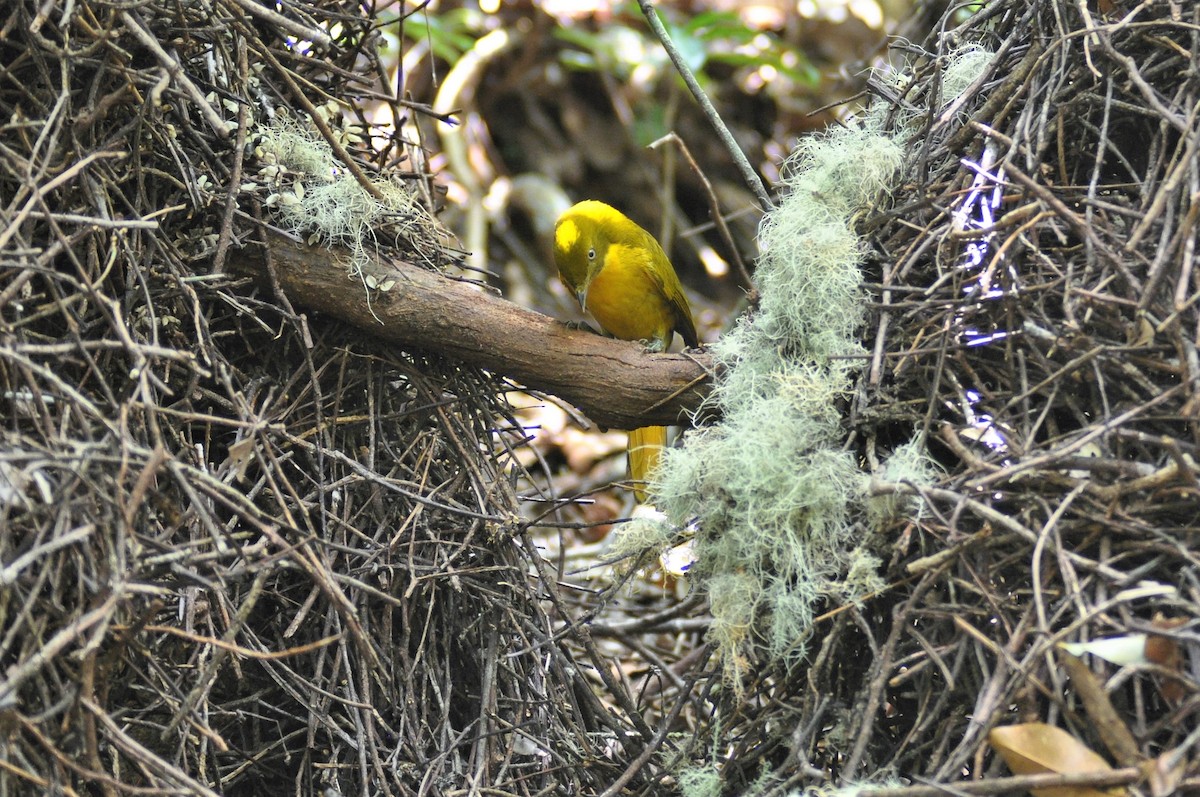 Golden Bowerbird - ML195008701
