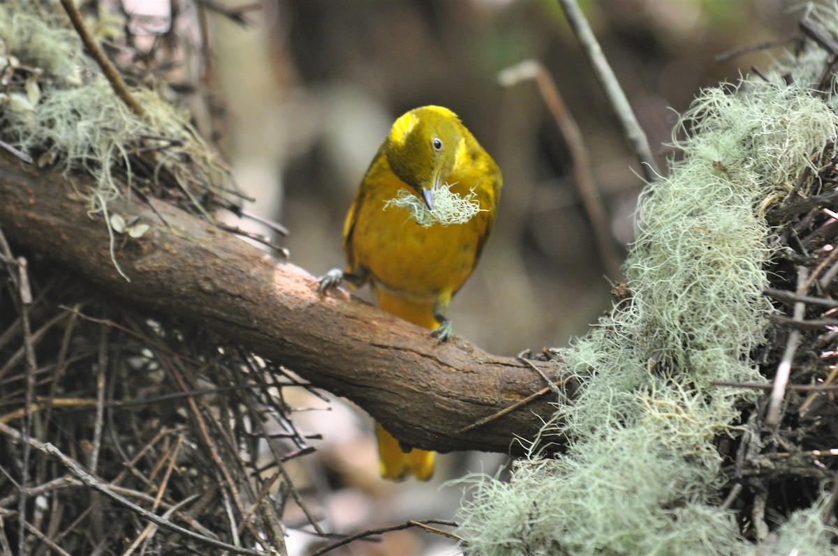 Golden Bowerbird - ML195008711