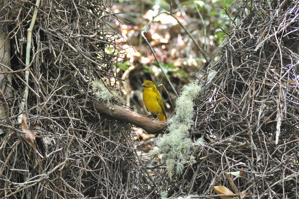 Golden Bowerbird - ML195008721