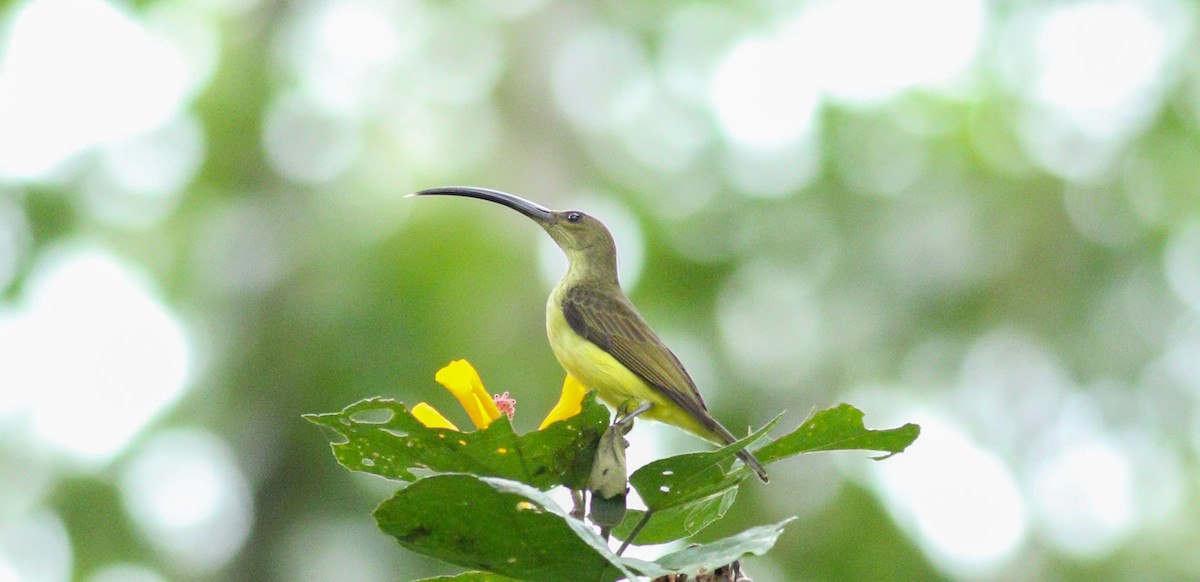 Long-billed Spiderhunter - Wilbur Goh