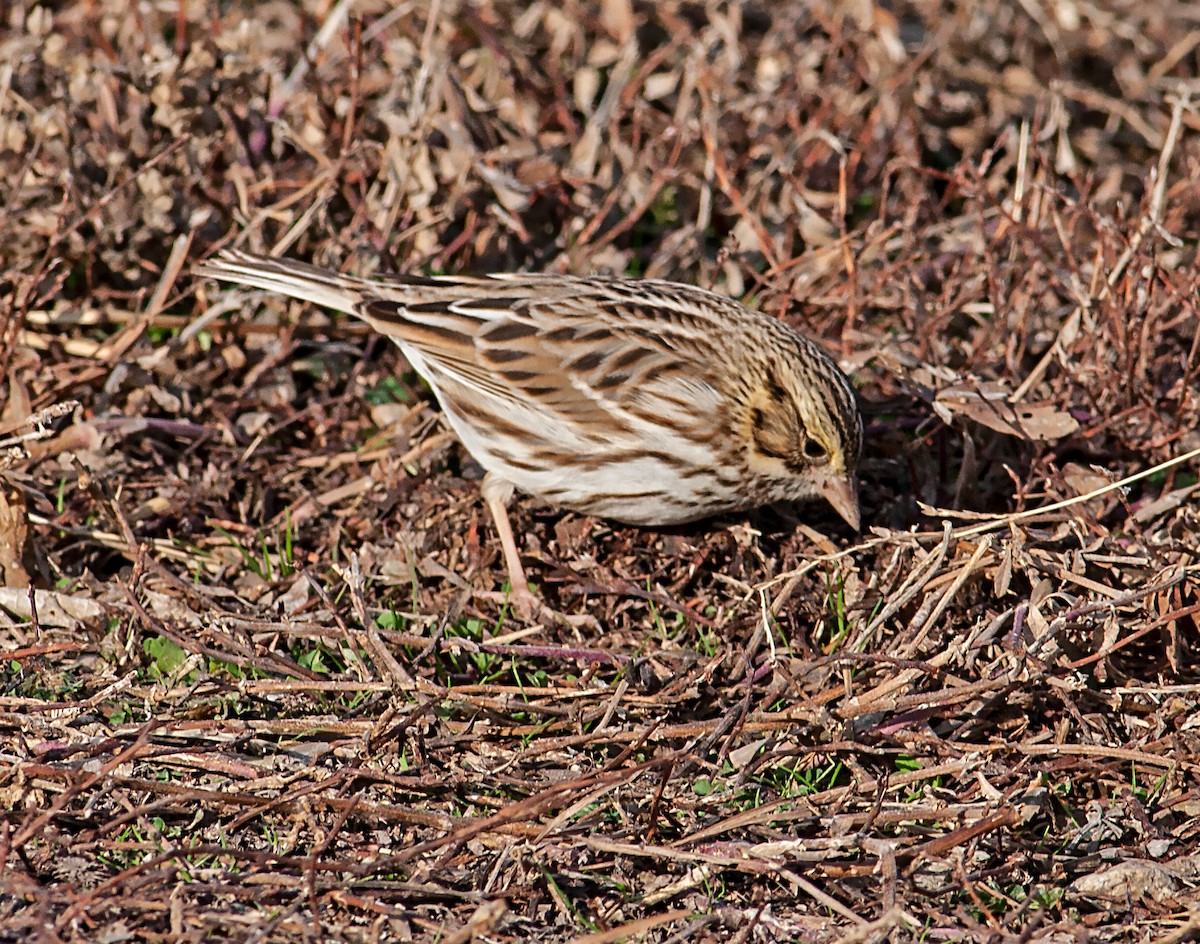 Savannah Sparrow - ML195009651