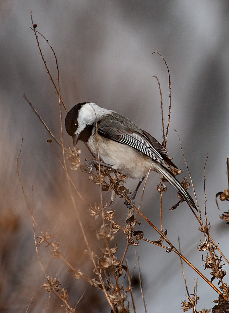 Carolina Chickadee - ML195010281