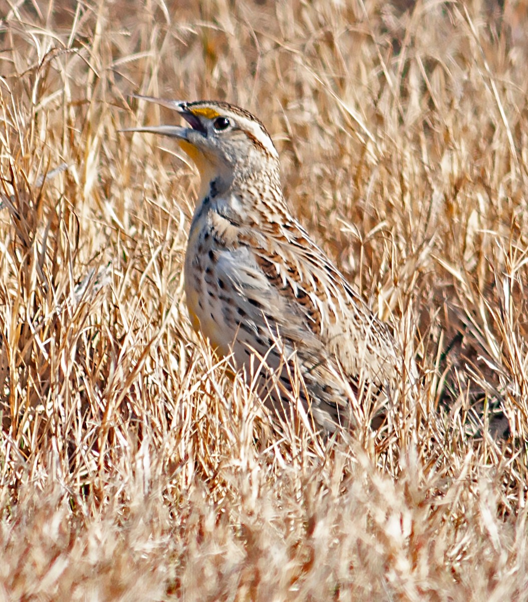 Western Meadowlark - ML195010301