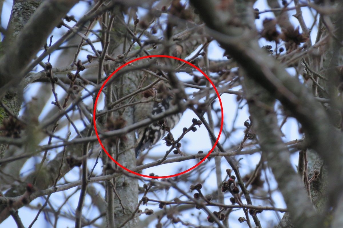 Lesser Spotted Woodpecker - Mitra Daneshvar