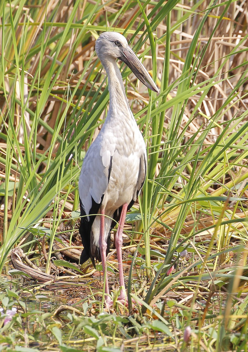 Picotenaza Asiático - ML195014401