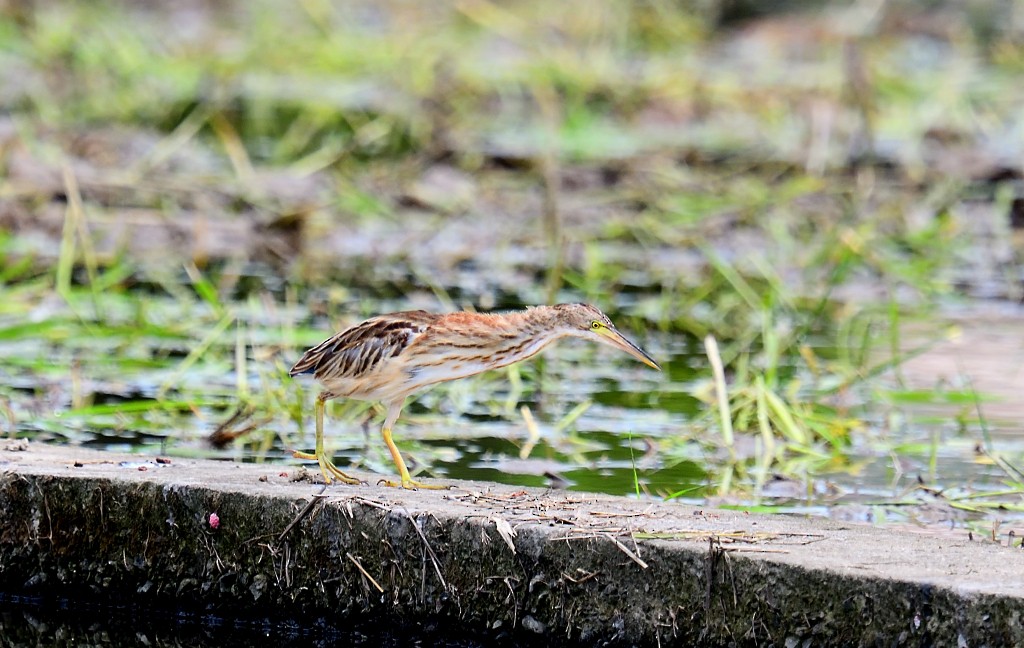 Yellow Bittern - ML195014591