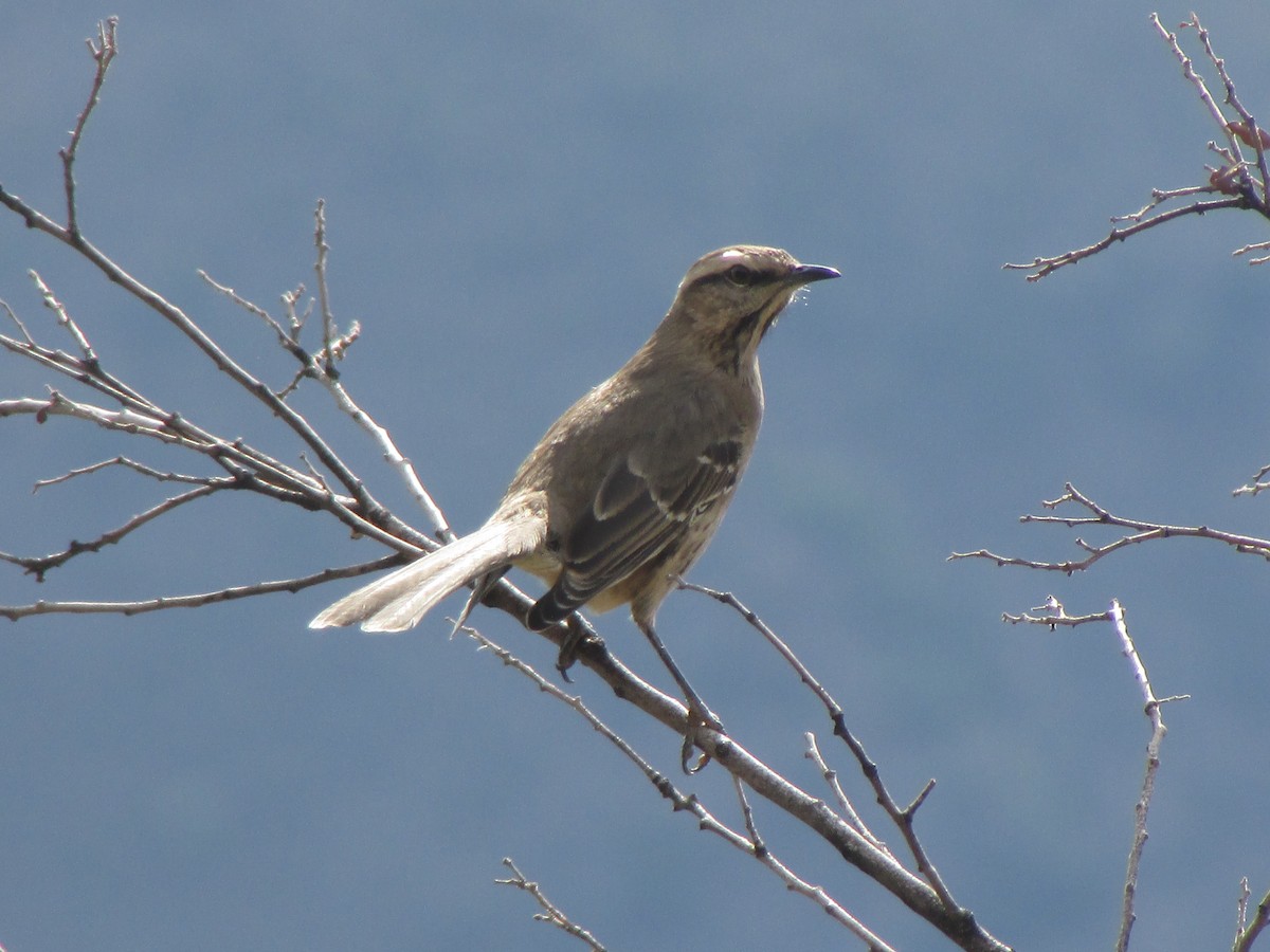 Chilean Mockingbird - ML195016081