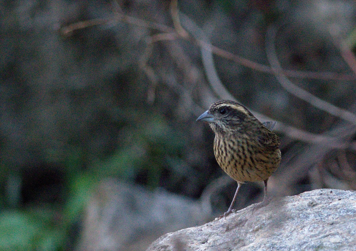 Spot-winged Rosefinch - Ramnarayan Kalyanaraman